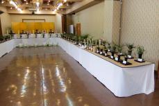 わびさびの世界楽しんで　湯河原で東洋ラン200鉢を展示へ　「寒蘭」や「春蘭」など多彩な品種に注目