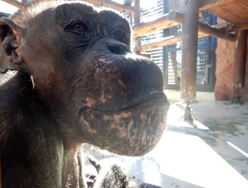 野毛山動物園のチンパンジー「ピーコ」、老衰で死ぬ　SNSでは惜別のメッセージ途切れず　