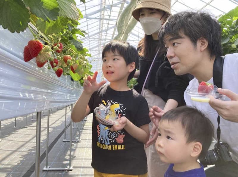 川崎の真ん中でイチゴ狩り　昨秋から栽培開始、「おいしい」毎回予約埋まる人気ぶり