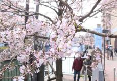 横浜で桜が開花　平年より7日、昨年より17日遅く