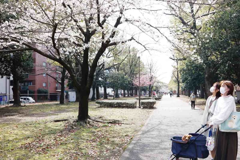 暖かい日差しに包まれて　「歌丸桜」の横浜・大通り公園、多彩な桜が開花