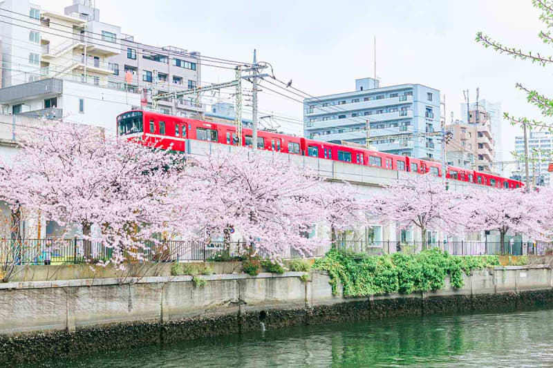 横浜・大岡川の桜を発信…京急がキャンペーン、スタンプラリーや割引特典も