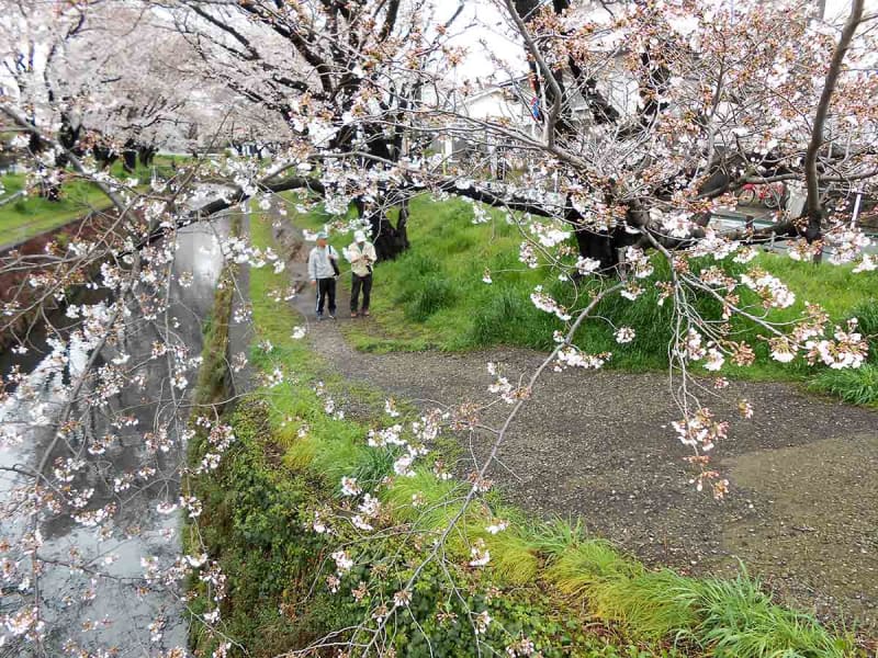 大和の「千本桜地区」ソメイヨシノが見頃間近　300本近く、春の名所