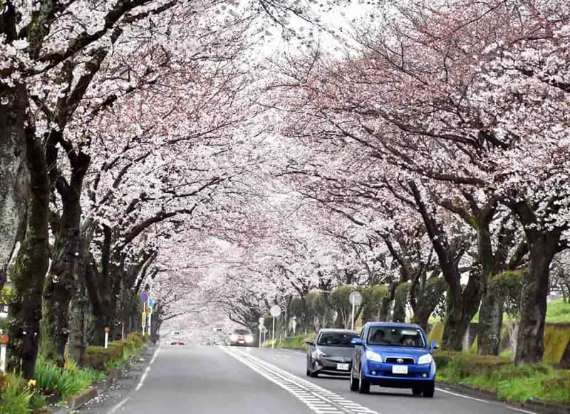 神奈川県内最長　6.2キロの桜のトンネル、秦野で見頃