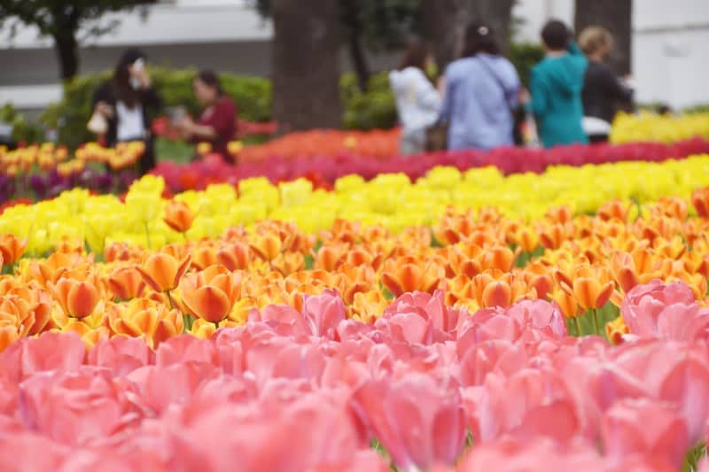 「なんでこんなに幸せな気持ちに…」10万本の彩り、春風に揺られ　横浜公園・チューリップのじゅうたん