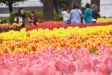 「なんでこんなに幸せな気持ちに…」10万本の彩り、春風に揺られ　横浜公園・チューリップのじゅうたん