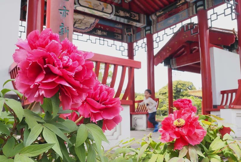 川崎の中国式庭園でボタンが満開　色鮮やかな大輪咲かせ　21日までまつり