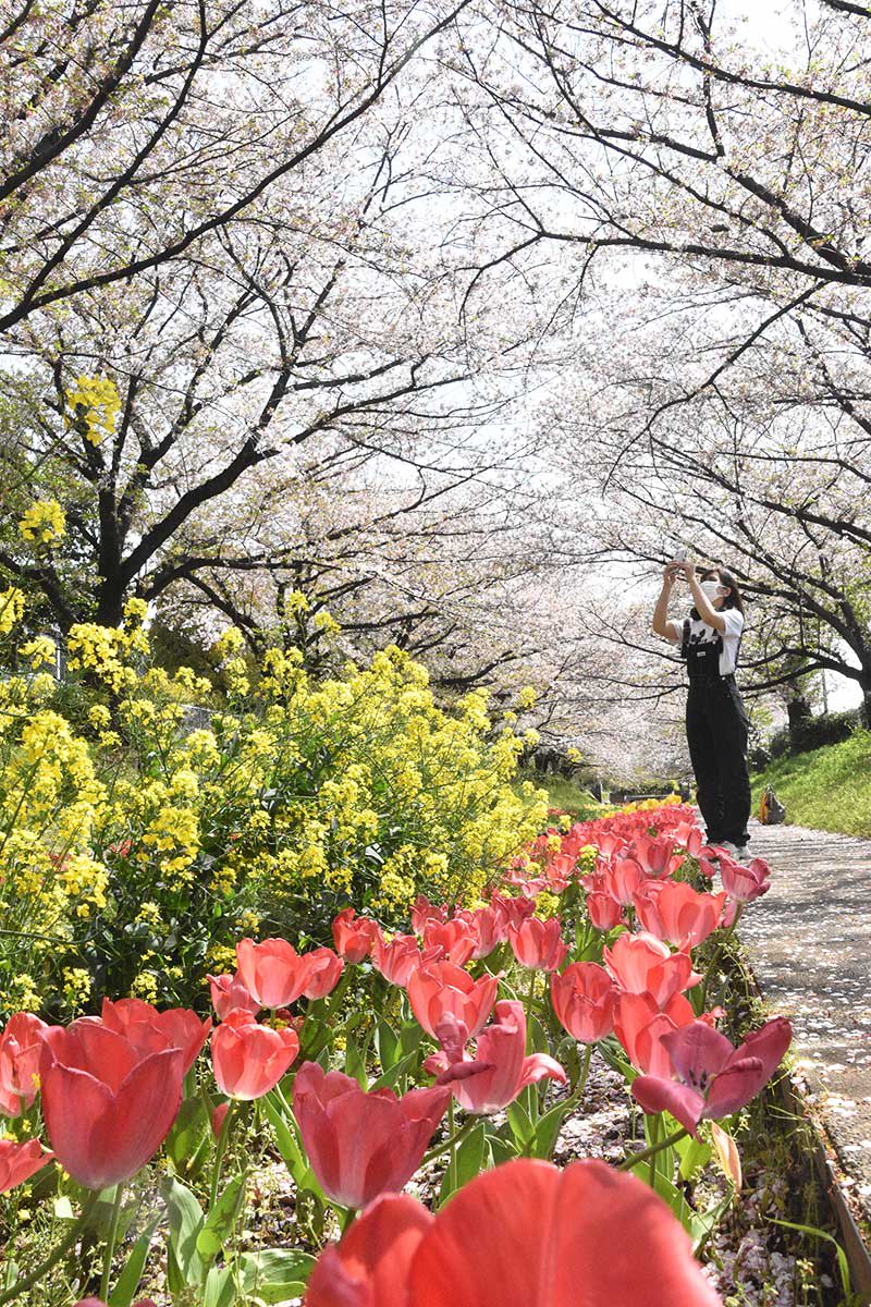 名残の桜に笑顔あふれ　横浜・江川せせらぎ緑道、春の遊歩道彩る絶景コラボ