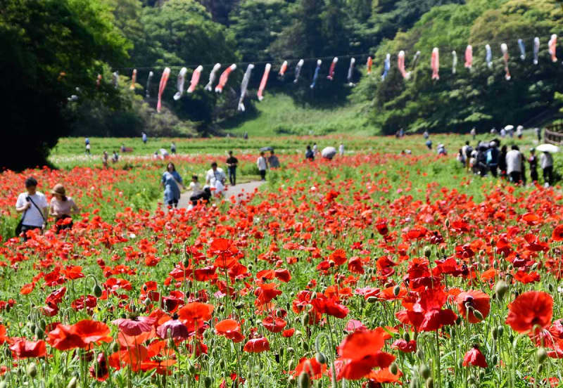 横須賀・久里浜の「花の国」、ポピーとこいのぼり50匹が競演