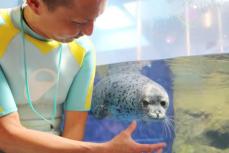ゴマフアザラシの赤ちゃん、愛称募集　新江ノ島水族館、4月生まれで好奇心旺盛な女の子