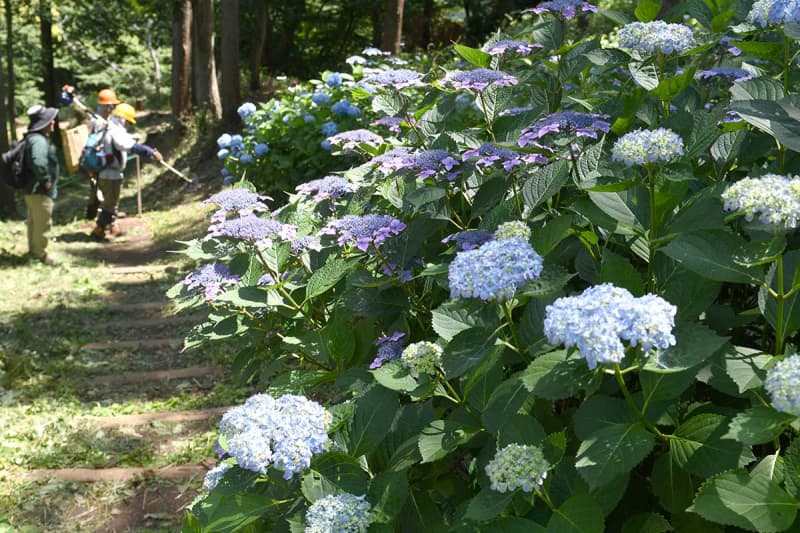 鎌倉の六国見山森林公園、花の新名所に　市民グループ植栽のアジサイ600株見頃