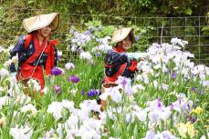 女子学生2人が「花摘み娘」　二宮の公園でハナショウブの花がら摘み