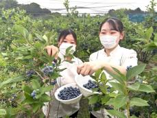 新鮮であま～いブルーベリーは一押し　川崎の農園「アグ里やまかげ」で収穫最盛期