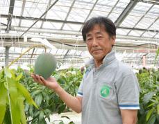 人気の「湘南マンゴー」収穫ピーク　平塚、8月上旬まで4千個を出荷へ