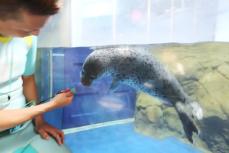 ゴマフアザラシの赤ちゃん、愛称「ココア」に　新江ノ島水族館が発表　横浜市在住の井口さんの作品が選ばれる