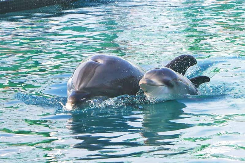 横浜・八景島シーパラダイス　バンドウイルカの赤ちゃんが誕生　母親に甘えるようにぴったりと泳ぐ姿も