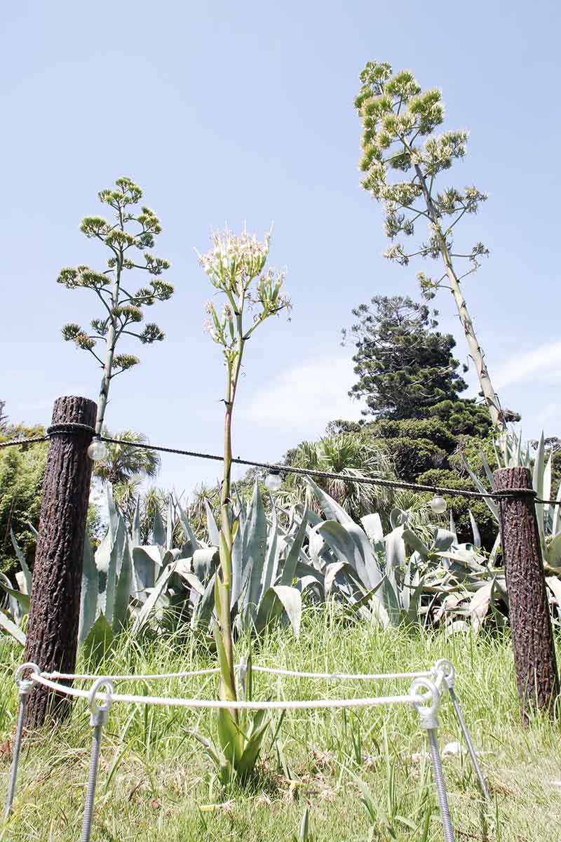 江の島に咲き誇る「幻の花」　数十年に1度、リュウゼツラン間近で観賞を