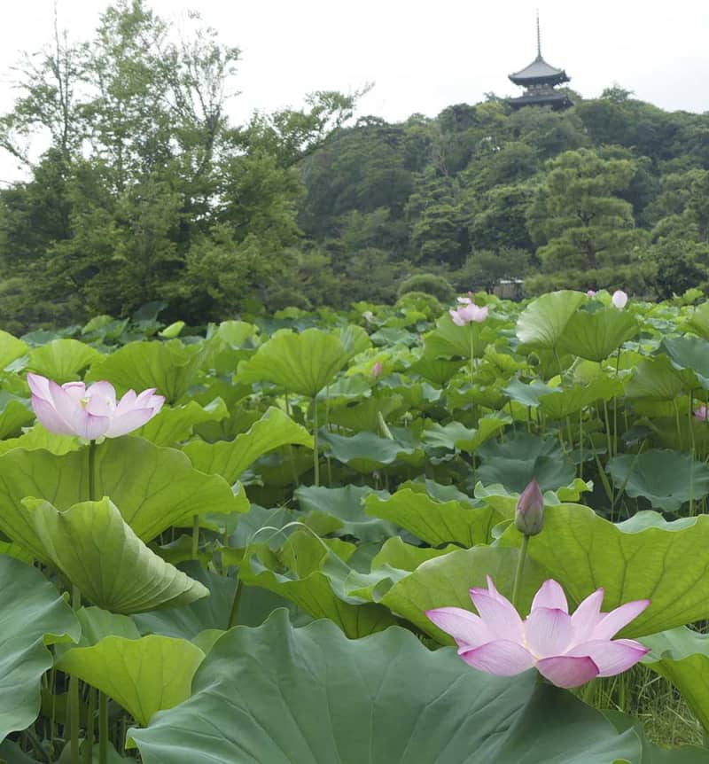 三渓園彩る薄紅の大輪、来園者を魅了　明け方に咲く最も美しいハス楽しめる