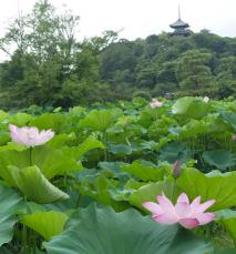 三渓園彩る薄紅の大輪、来園者を魅了　明け方に咲く最も美しいハス楽しめる