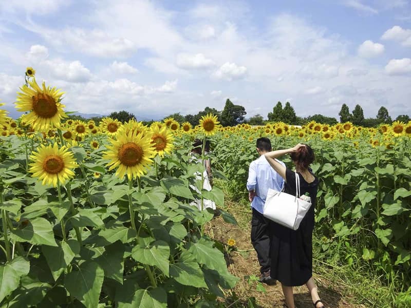 首都圏随一のヒマワリ55万本見頃　10日から、座間市恒例の夏のイベント