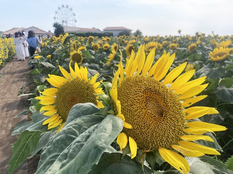 30種類、10万本のヒマワリが開花リレー　横須賀の「ソレイユの丘」