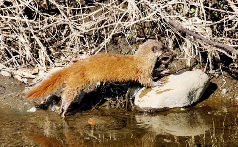 小さな生き物たちの営みを紹介　厚木で講演会開催へ