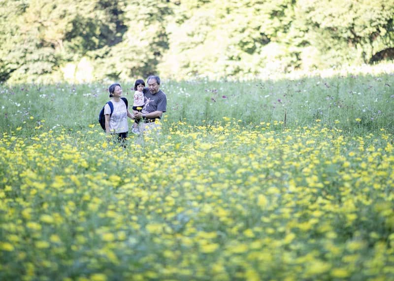 コスモス色とりどり、ここは横須賀　4品種100万株が10月中旬まで次々開花