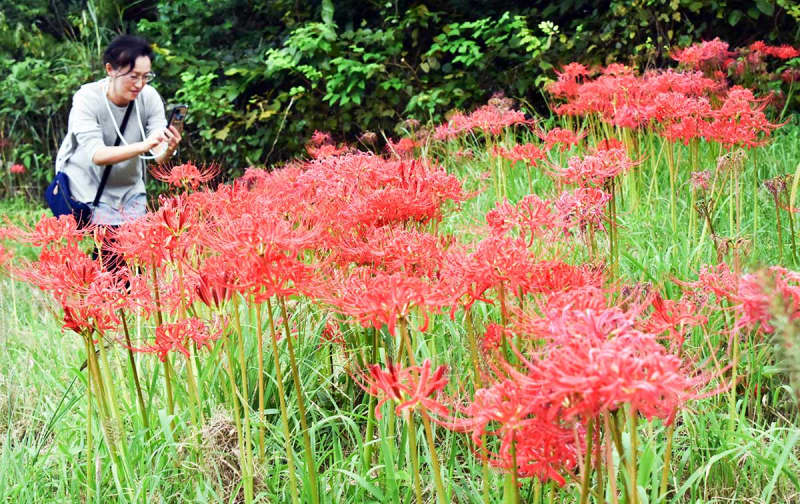 里山を赤く彩るヒガンバナ　「かながわ花の名所100選」の伊勢原・日向地区で見頃　サルビアとも競演