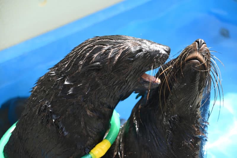 6月誕生のオットセイの赤ちゃん、愛称募集します　新江ノ島水族館、10月4日から