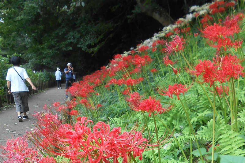 季節外れの猛暑で開花が遅れた？　大和「泉の森」に咲くヒガンバナ見頃