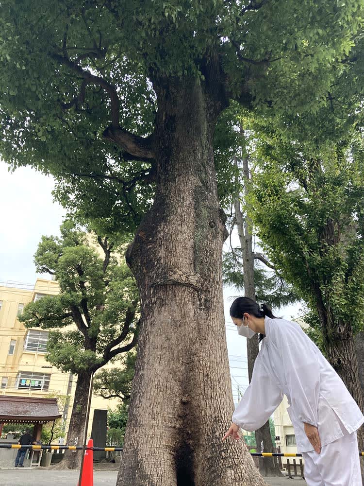 横浜・日枝神社の御神木、樹齢250年のクスノキが燃える　放火の可能性