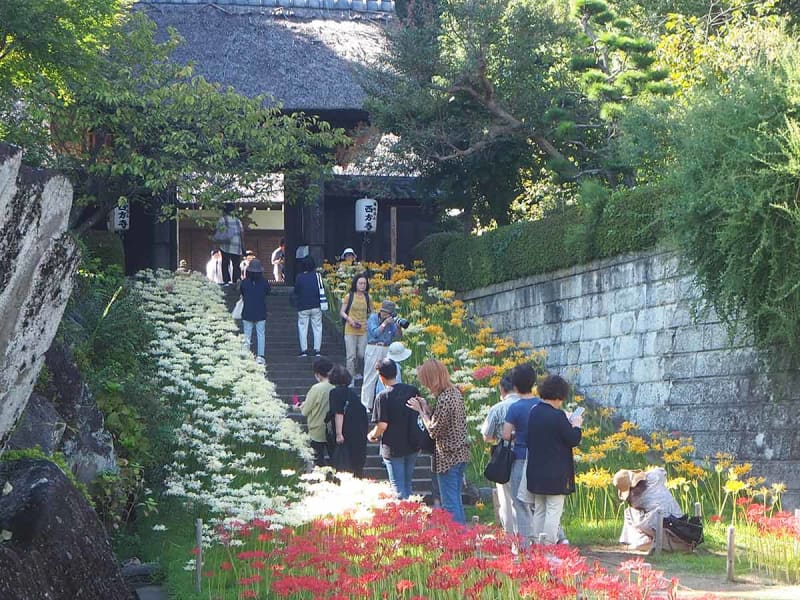 寺院の石段に揺れる色とりどりのヒガンバナ　横浜、10月初旬まで見頃