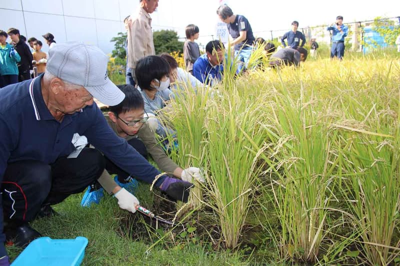 横浜の区役所屋上に田んぼ！？　小学生が稲刈り体験、黄金色の稲穂に笑顔