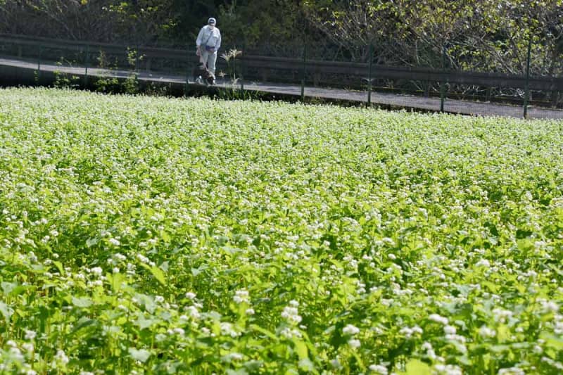 秦野で十月桜とソバの花が競演　「同時期に見られるのは異例」