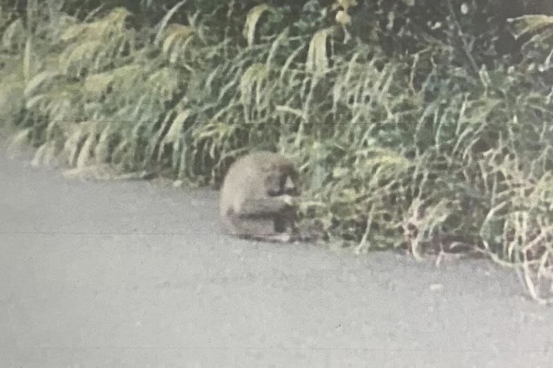 茅ケ崎、藤沢でサル目撃相次ぐ…学校周辺や住宅街で　すでに鎌倉に移動か