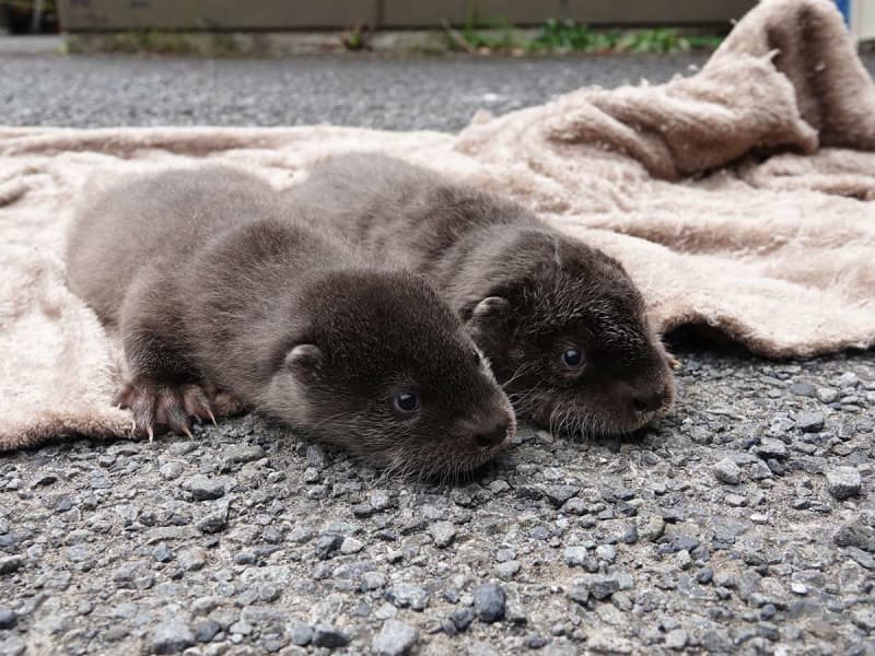 横浜・ズーラシアのカワウソ赤ちゃん、8日から公開　30日まで愛称投票受け付けも