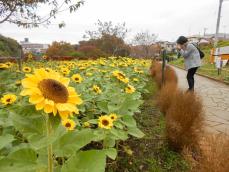 夏の大輪よりも…座間で冬のヒマワリ開花　12月初旬までに1万3千本