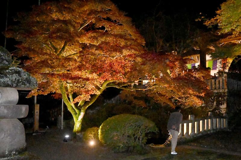 荘厳な寺院彩る幻想的な光景…神奈川・大雄山最乗寺で紅葉ライトアップ　12月上旬ごろまで見頃