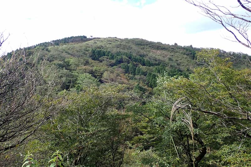 むき出しの赤土地面だった丹沢登山道、20年近くかけて緑再生　成長した草木は今や登山者の体に触れるほど