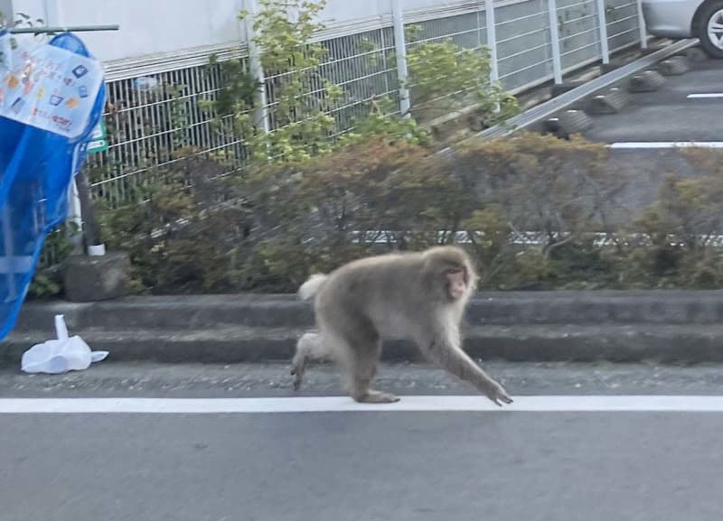 片手のサル、神奈川を東へ西へ…150キロ移動か、自治体「近付かないで」