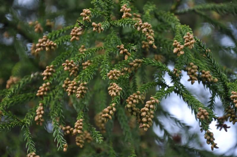 神奈川県内25年春の花粉飛散量予測　スギ多く、ヒノキは例年並み