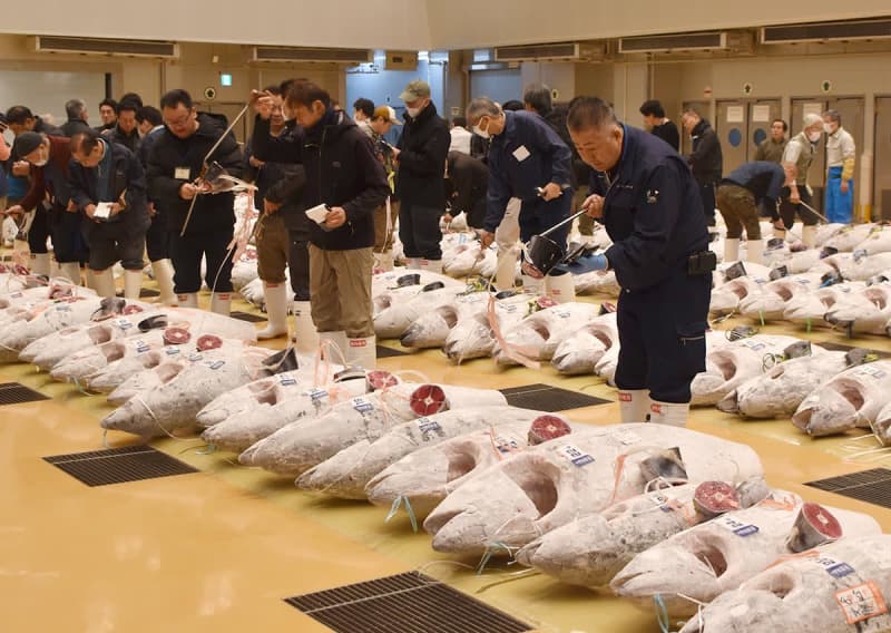 「マグロのまち」三浦・三崎の魚市場で初取引　仲買人が目利きの腕競う