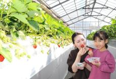 横須賀の観光農園、イチゴ狩りがスタート　津久井浜地区「すごくおいしい」