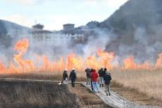 箱根・仙石原で恒例の火入れ　植生保全へ、1ヘクタールで枯れ草など焼き払う