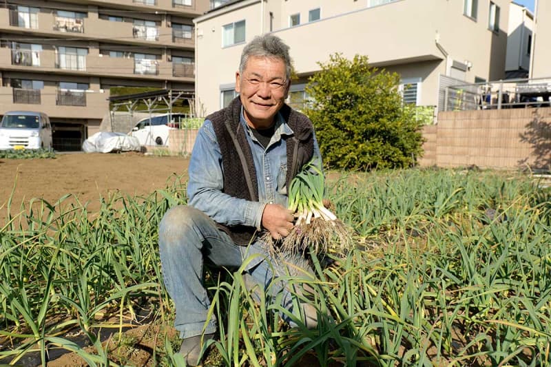 川崎で冬物野菜「葉ニンニク」が収穫ピーク　温暖で「例年よりも自信作」