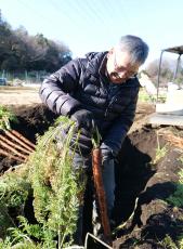 成長すると長さ70センチ超も！　川崎の細長～い伝統野菜「万福寺人参」、継承へ地元農家が奔走