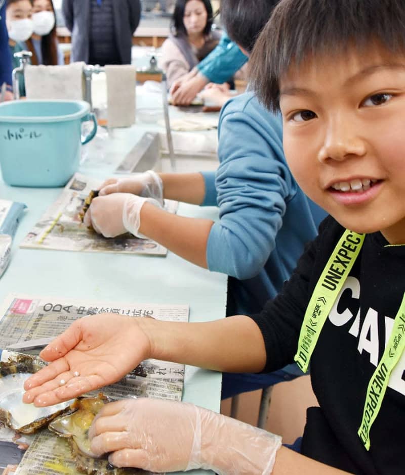 真珠の収穫、一つの貝から2個見つける子も　三浦の小学校で体験授業