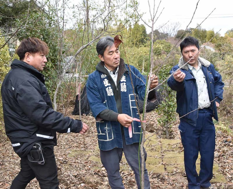 横須賀　全国の名所100選・衣笠山公園「大介桜」　伐採も4年ぶり再生へ