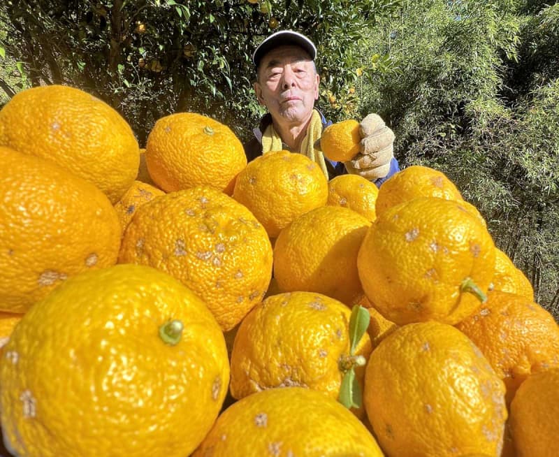 高い糖度、ミカンみたいにパクッ　相模原・旧藤野町地域「ユズ」収穫が最盛期　ぽん酢、こしょうなど加工品も製造
