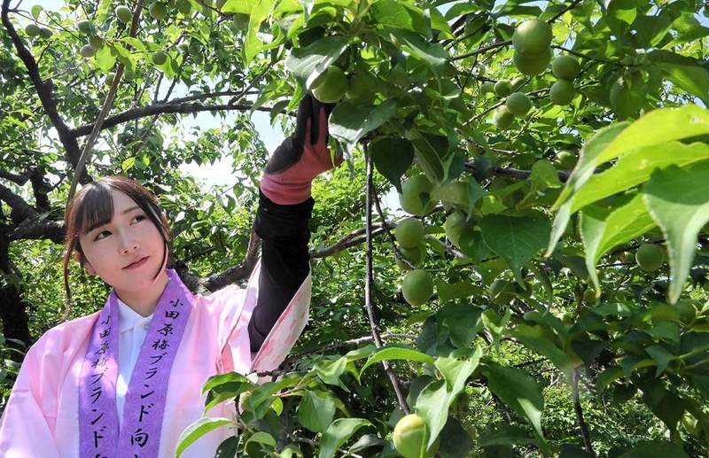 大ぶりの実たわわに 小田原で梅の初もぎ、梅酒用「白加賀」の生育順調